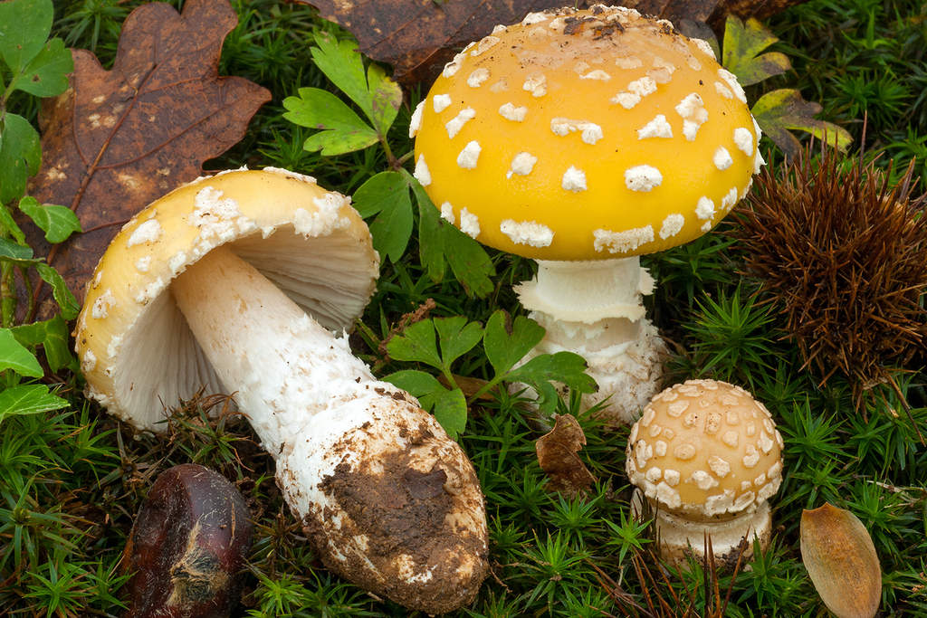 jewelled amanita