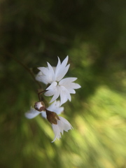 Lithophragma affine