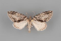 Hydriomena chiricahuata