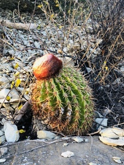 Melocactus intortus