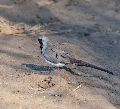 Namaqua Dove