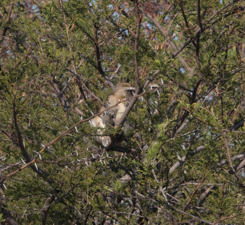 Vervet Monkey