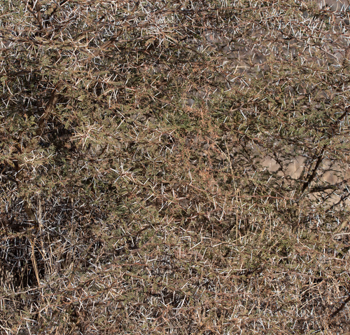 umbrella thorn