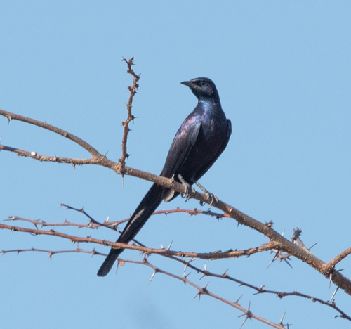 Meves's Starling