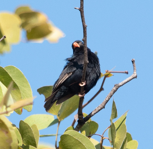Village Indigobird