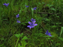 Tecophilaea violiflora