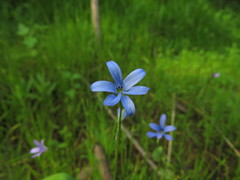 Tecophilaea violiflora