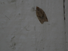 Clepsis peritana