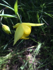 Calochortus pulchellus
