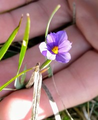 Sisyrinchium pruinosum