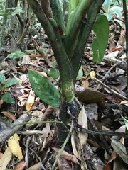 Dieffenbachia longispatha