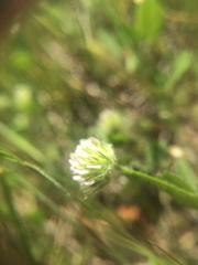 Trifolium microcephalum