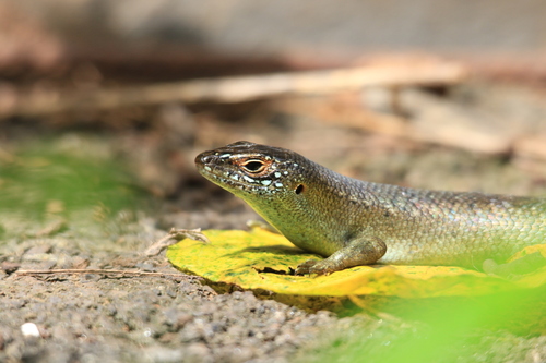 Comoro Island Skink