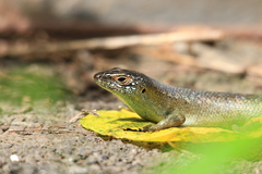 Comoro Island Skink photo 4