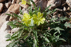 Oenothera primiveris primiveris