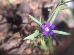 Githopsis specularioides