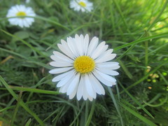 Bellis perennis