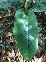 Dieffenbachia longispatha