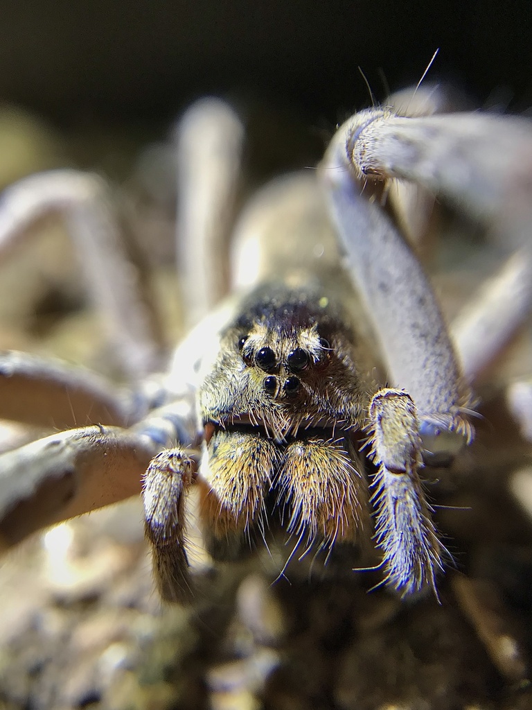 Afroneutria