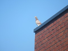 Columba livia domestica