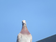 Columba livia domestica