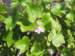 Cymbalaria muralis