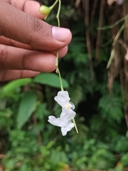 Indianthus virgatus (Indianthus virgatus)