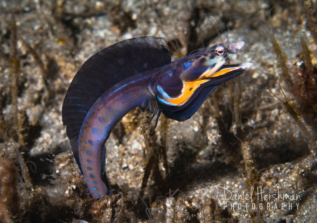 Orangethroat pikeblenny (Chaenopsis alepidota) — Chaenopsidae