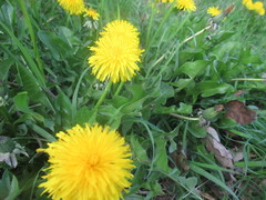 Taraxacum