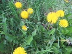 Taraxacum