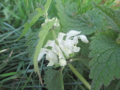 Lamium album