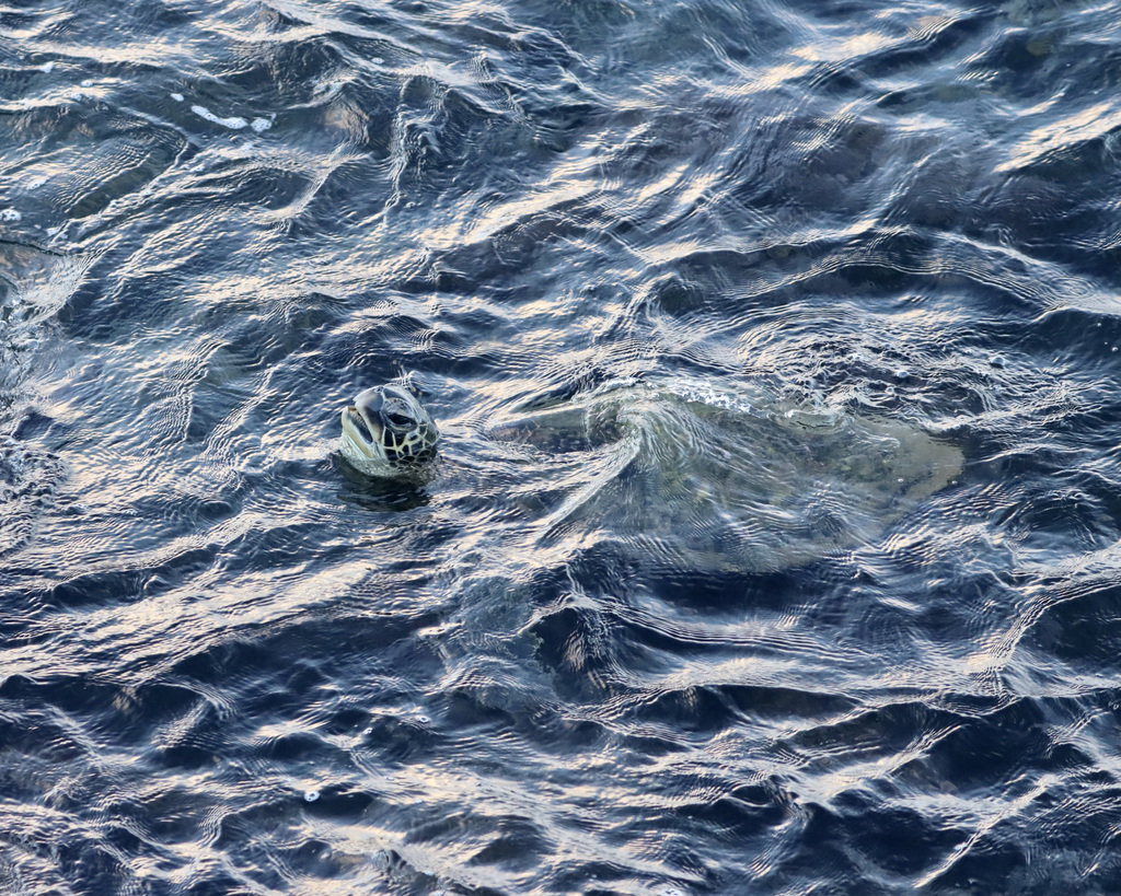 Green Sea Turtle In December 2023 By Hdcooper INaturalist   Large 