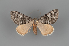 Hydriomena morosata