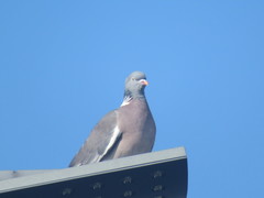 Columba palumbus