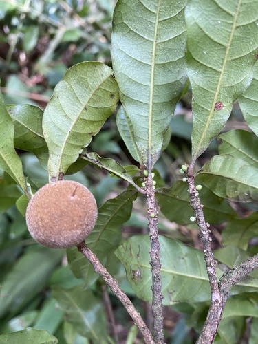 Pouteria guianensis
