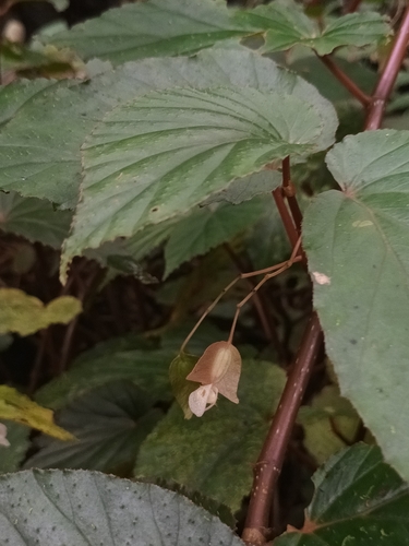 Begonia malabarica, photograph 2
