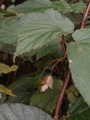 Begonia malabarica, photograph Pranav Chandra Bose, CC BY, iNaturalist via GBIF
