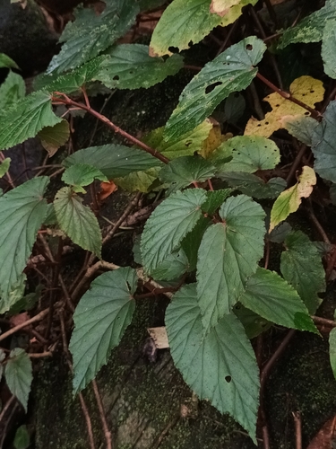 Begonia malabarica, photograph 3