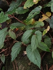 Begonia malabarica, photograph Pranav Chandra Bose, CC BY, iNaturalist via GBIF