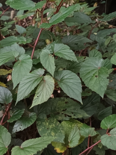 Begonia malabarica, photograph 4