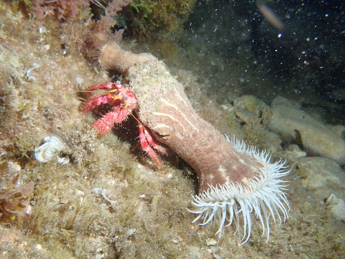 Photo of Parasitic anemone (Calliactis parasitica)