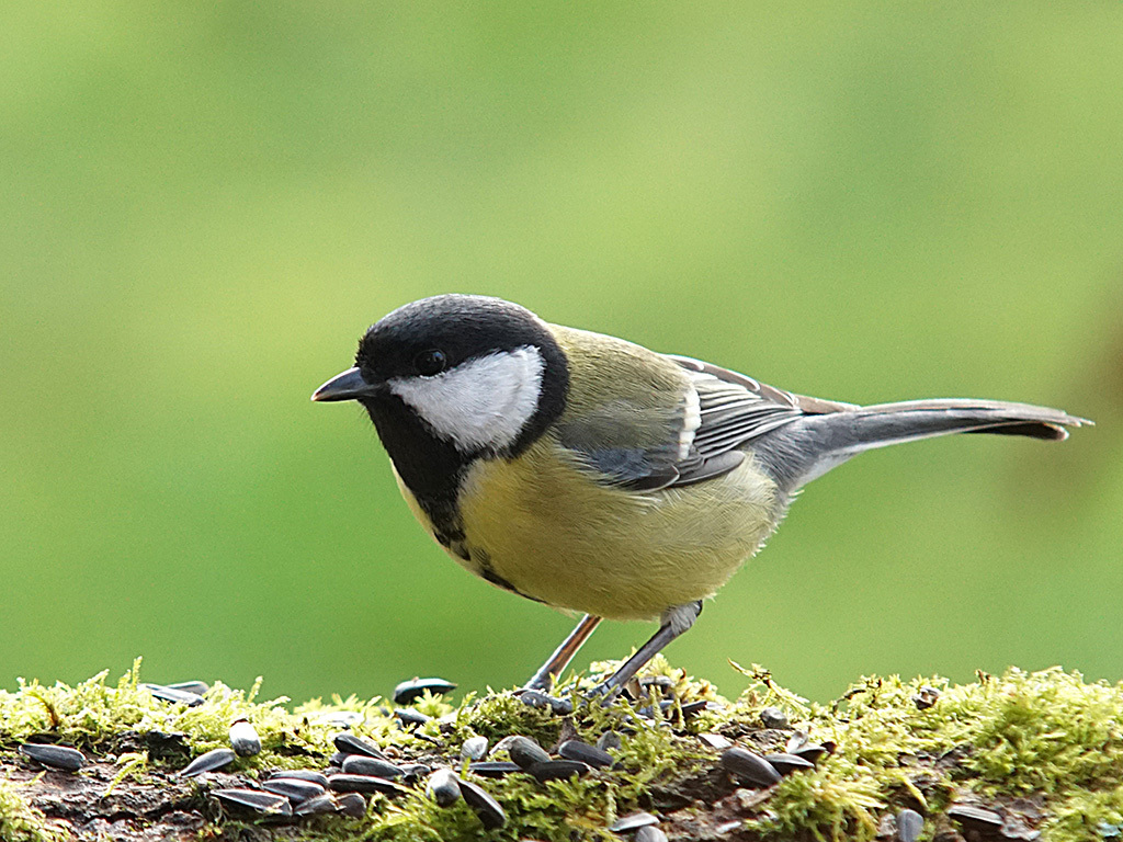 Great Tit (Parus major)