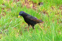 Sturnus vulgaris