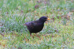 Sturnus vulgaris