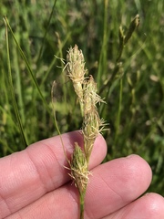 Carex tetrastachya