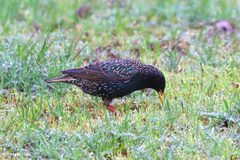Sturnus vulgaris