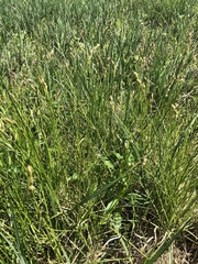 Carex tetrastachya