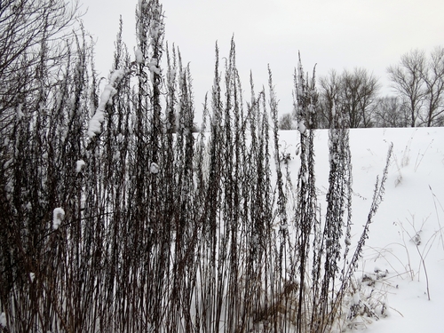 Artemisia selengensis iNat (1)