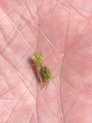 Carex tetrastachya
