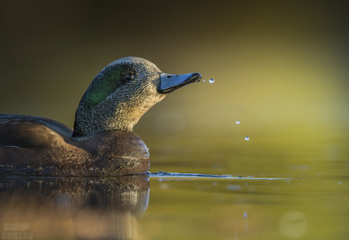 Canard à front blanc